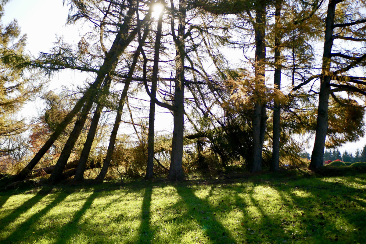 14:37 野幌森林公園