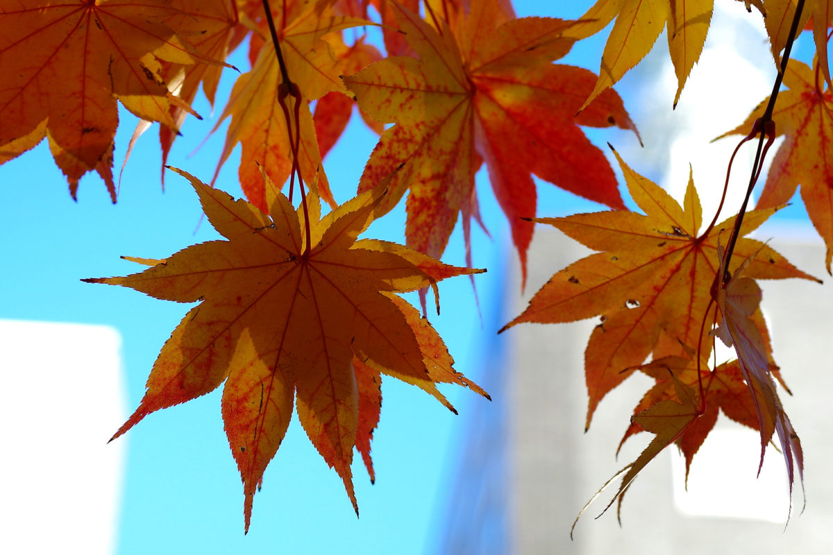 15:30 創成川公園