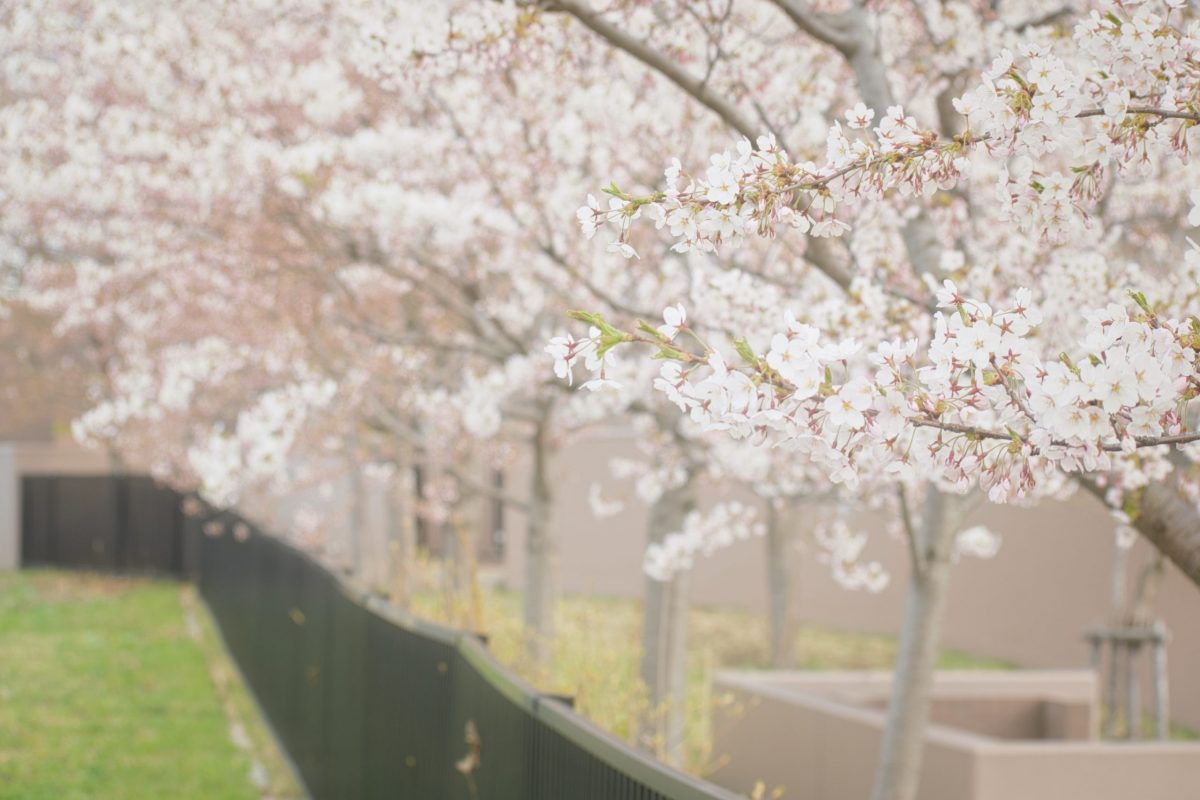5月3日 札幌市厚別区厚別中央