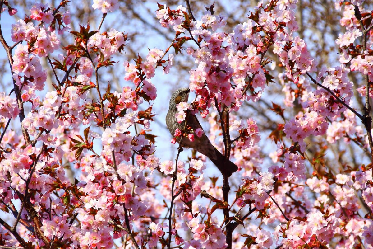 4月29日 札幌市⻄区
