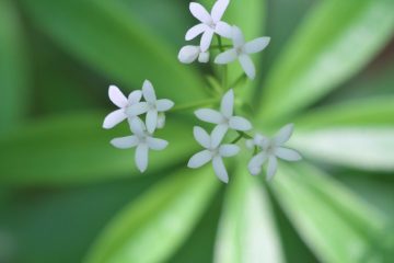 私の［花］時間