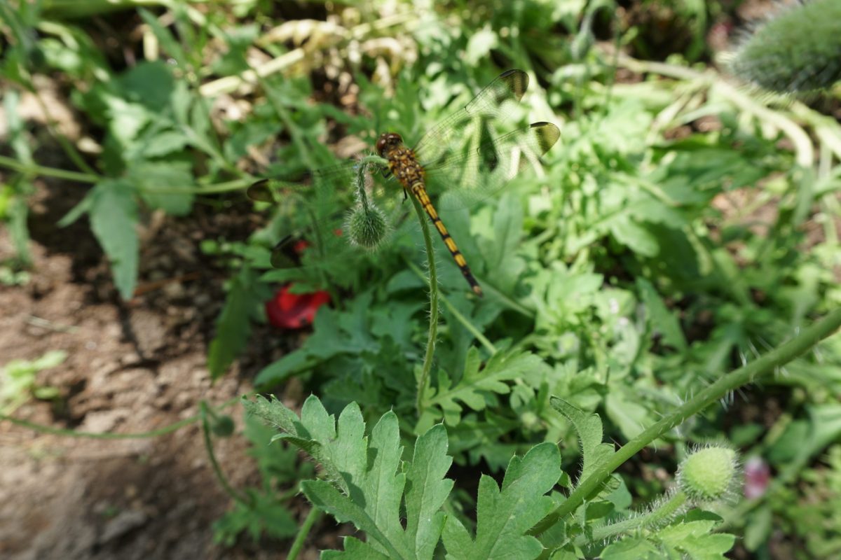 お花畑のトンボ推し