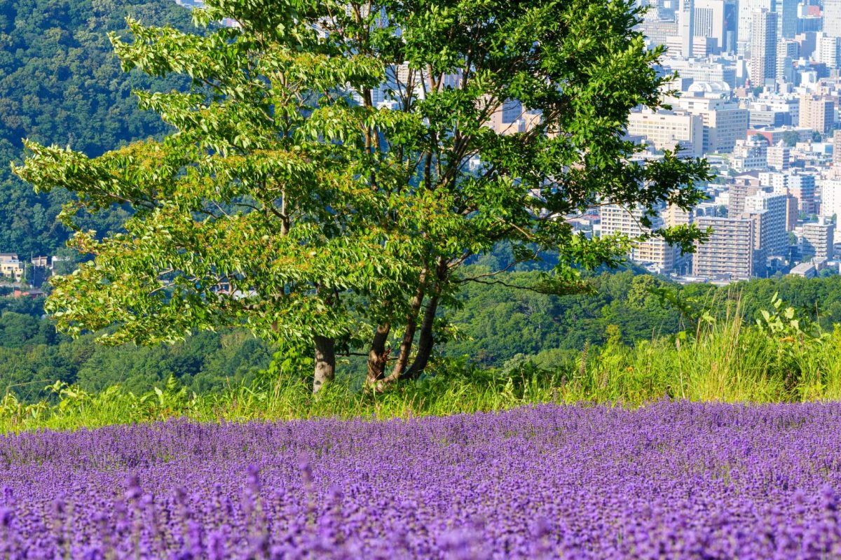 札幌名所推し